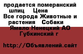 продается померанский шпиц  › Цена ­ 35 000 - Все города Животные и растения » Собаки   . Ямало-Ненецкий АО,Губкинский г.